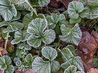 Leichter Raureif auf Pflanzen und Blätter